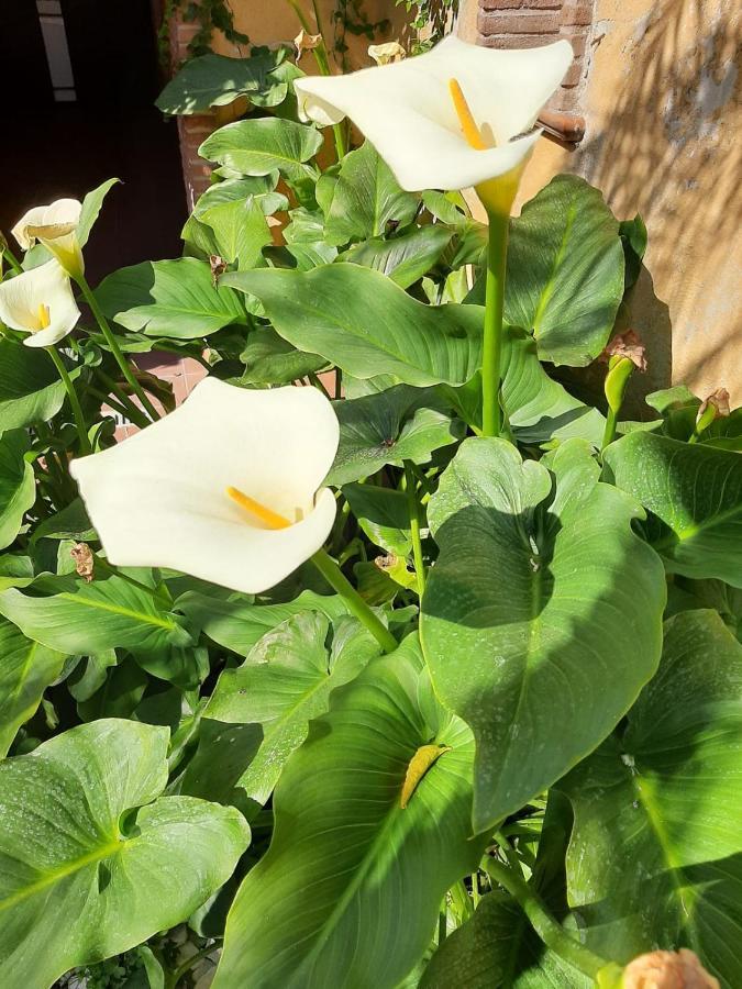 شقة Il Giardino Sul Corso سكافاتي المظهر الخارجي الصورة
